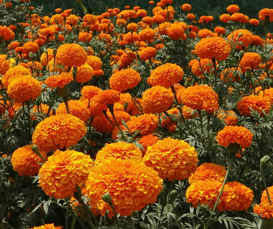 death tarot - marigold